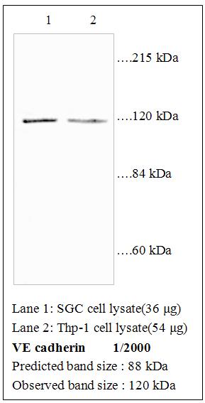 Anti-VE Cadherin Antibody – Figure 1 of 1