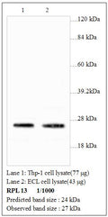 Anti-RPL13 Antibody – Figure 1 of 1