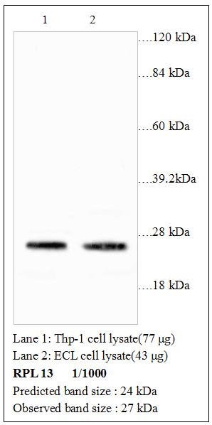 Anti-RPL13 Antibody – Figure 1 of 1