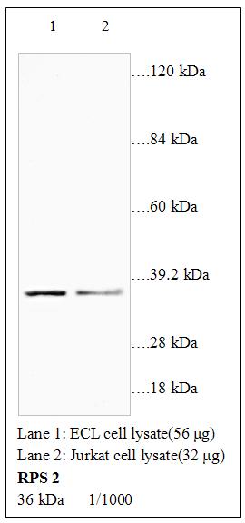 Anti-RPS2 Antibody – Figure 1 of 1