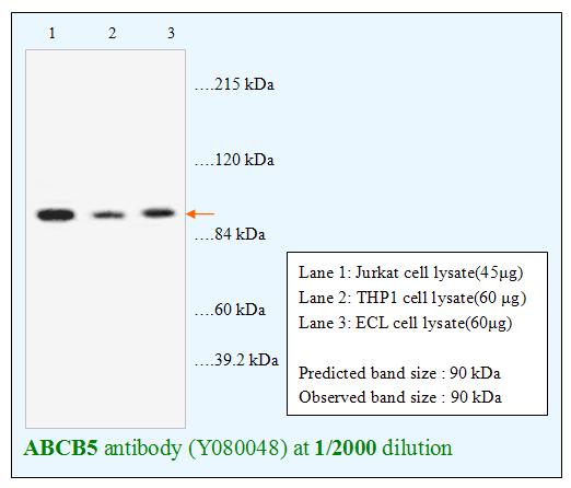 Anti-ABCB5 Antibody – Figure 1 of 1