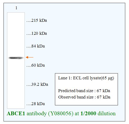 Anti-ABCE1 Antibody – Figure 1 of 1