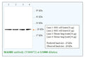 Anti-MASH1 Antibody – Figure 1 of 1