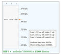 Anti-HIF-1β Antibody – Figure 1 of 1