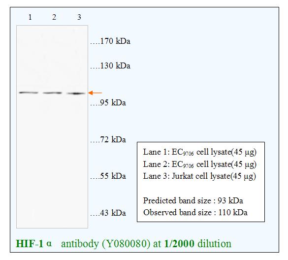 Anti-HIF-1β Antibody – Figure 1 of 1