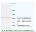 Anti-AKT1 (phospho S473) Antibody – Figure 1 of 1