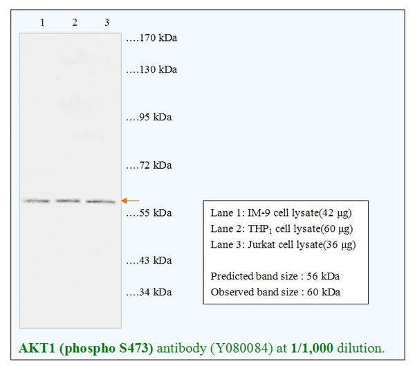 Anti-AKT1 (phospho S473) Antibody – Figure 1 of 1