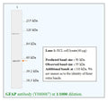 Anti-GFAP Antibody – Figure 1 of 1