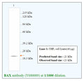 Anti-BAX Antibody – Figure 1 of 1
