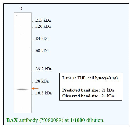 Anti-BAX Antibody – Figure 1 of 1