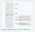 Anti-GAPDH (C Terminus) Antibody – Figure 1 of 1