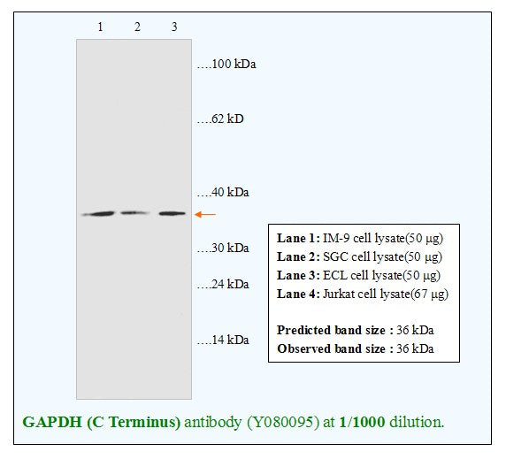 Anti-GAPDH (C Terminus) Antibody – Figure 1 of 1