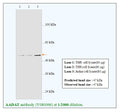 Anti-AADAT Antibody – Figure 1 of 1