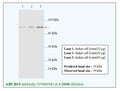 Anti-ABCB10 Antibody – Figure 1 of 1