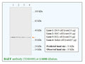Anti-BAFF(B cell activating factor) Antibody – Figure 1 of 1
