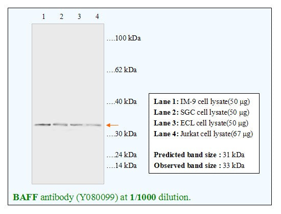 Anti-BAFF(B cell activating factor) Antibody – Figure 1 of 1