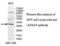 Anti-ANXA9 Antibody – Figure 1 of 1