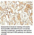 Anti-USP8 Antibody – Figure 1 of 1