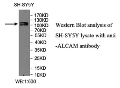 Anti-ALCAM Antibody – Figure 1 of 1