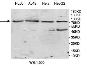 Anti-VWA2 Antibody – Figure 1 of 1
