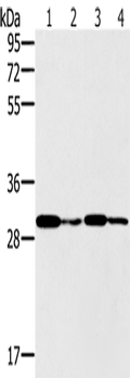 PNMT Polyclonal Antibody – Figure 1 of 2