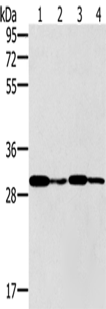 PNMT Polyclonal Antibody – Figure 1 of 2