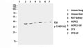 Phospho-P38 (Thr180/Tyr182) Polyclonal Antibody – Figure 1 of 4