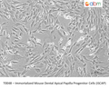 Immortalized Mouse Dental Apical Papilla Progenitor Cells (iSCAP) – Figure 1 of 1