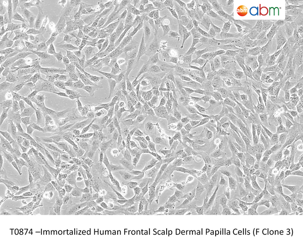 Immortalized Human Frontal Scalp Dermal Papilla Cells (F Clone 3) – Figure 1 of 1