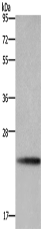 BBC3 Polyclonal Antibody – Figure 1 of 2