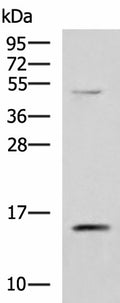 PHPT1 Polyclonal Antibody – Figure 1 of 3
