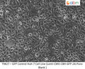 GFP Expressing Huh-7 Stable Cell Line | Applied Biological Materials (abm)