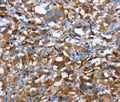 CD226 Polyclonal Antibody – Figure 1 of 3