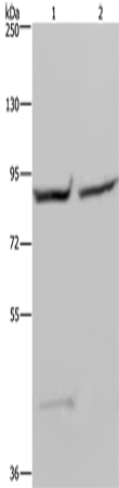 GYS1 Polyclonal Antibody – Figure 1 of 4