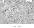 TNO Cells – Figure 1 of 1