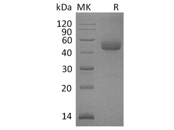 Recombinant Human ICOS/AILIM Protein (Fc Tag) – Figure 1 of 2