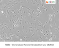 Immortalized Porcine Fibroblast Cell Line (iKUF02) | Applied Biological Materials (abm)