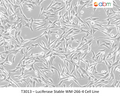 Luciferase Stable WM-266-4 Cell Line | Applied Biological Materials (abm)
