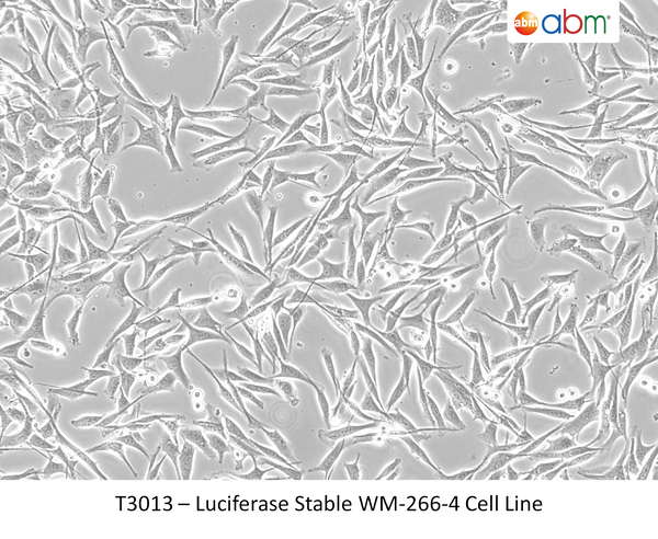 Luciferase Stable WM-266-4 Cell Line | Applied Biological Materials (abm)