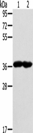 GNAT3 Polyclonal Antibody – Figure 1 of 4