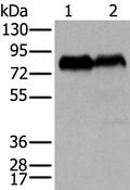 CD55 Polyclonal Antibody – Figure 1 of 4