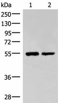 RUVBL1 Polyclonal Antibody – Figure 1 of 4