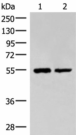 RUVBL1 Polyclonal Antibody – Figure 1 of 4