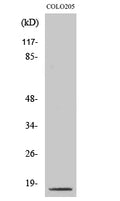 Cleaved-CASP3 p17 (D175) Polyclonal Antibody – Figure 1 of 2