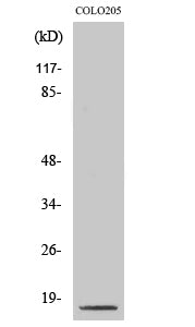 Cleaved-CASP3 p17 (D175) Polyclonal Antibody – Figure 1 of 2