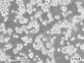 Yac-1 cell