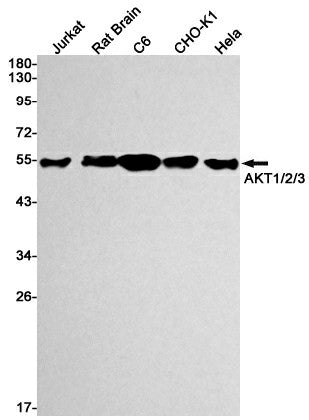 Recombinant AKT Monoclonal Antibody – Figure 1 of 3
