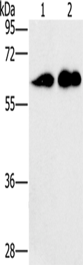 CD27 Polyclonal Antibody – Figure 1 of 4