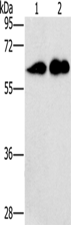 CD27 Polyclonal Antibody – Figure 1 of 4