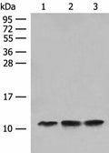 ATP5L Polyclonal Antibody – Figure 1 of 2